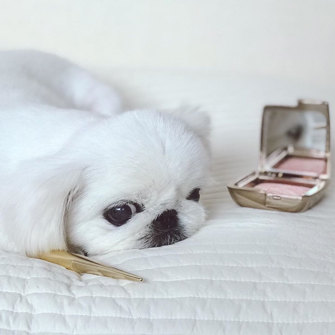 A white Pekingese lying down on the bed along with the brush and the blush powder