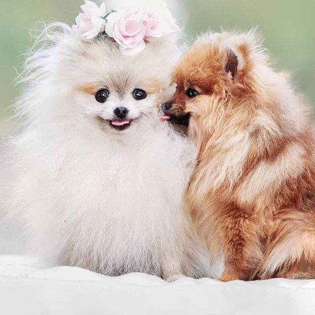 a red Pomeranian licking the cheeks of a white Pomeranian