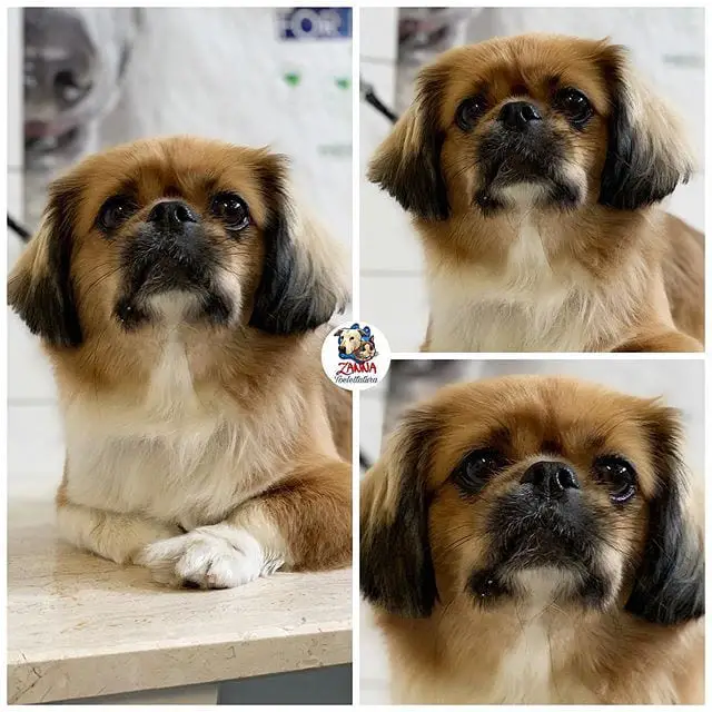 collage photo of a Pekingese lying on top of the table with its begging face