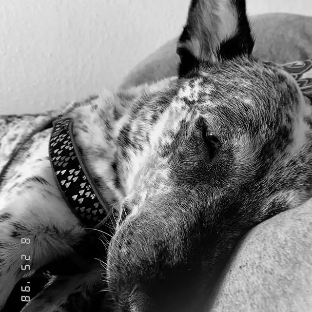 A black and white photo of a Australian Cattle Dog sleeping on the couch