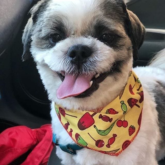 Cutest Shih Tzu with its tongue sticking out wearing a cute scarf