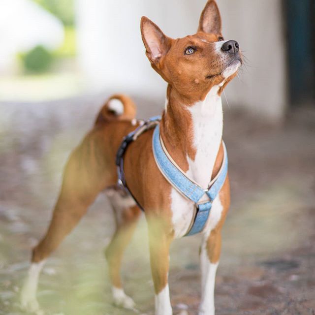 A Basenji standing on the floor while looking up