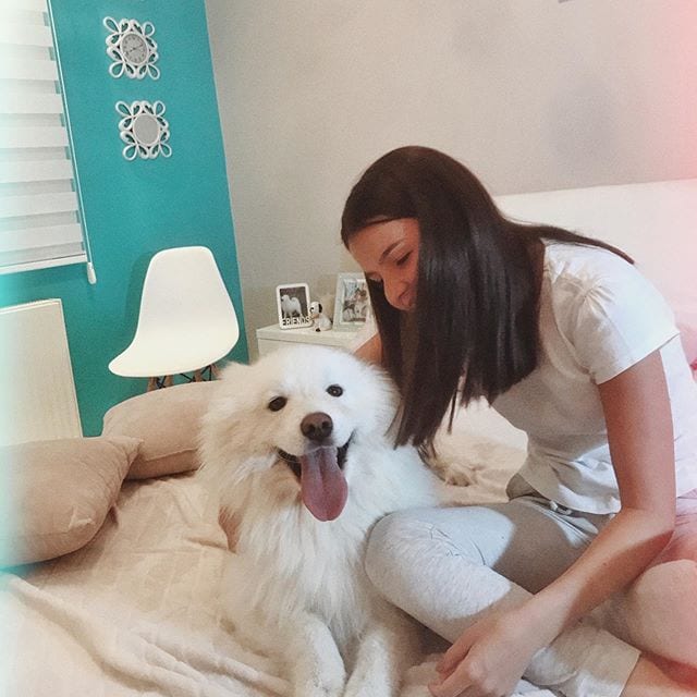 A Samoyed Dog lying on the bed with a woman sitting beside him