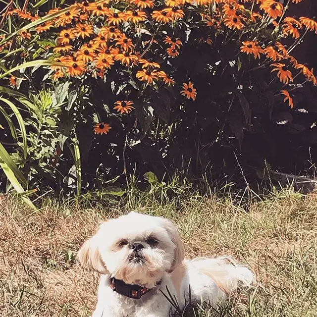 Cutest Shih Tzu lying on the grass in the garden