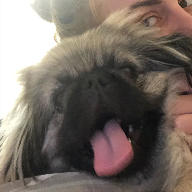 A woman taking a photo of her smiling Pekingese while she's behind
