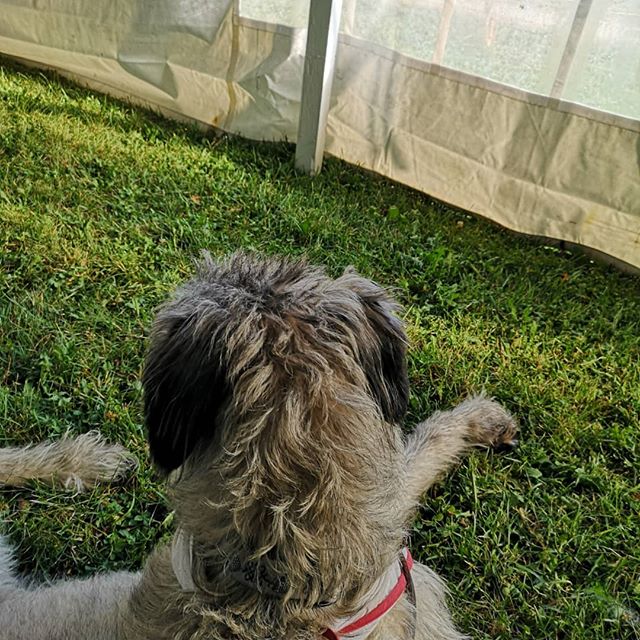 An Irish Wolfhound lying on the grass