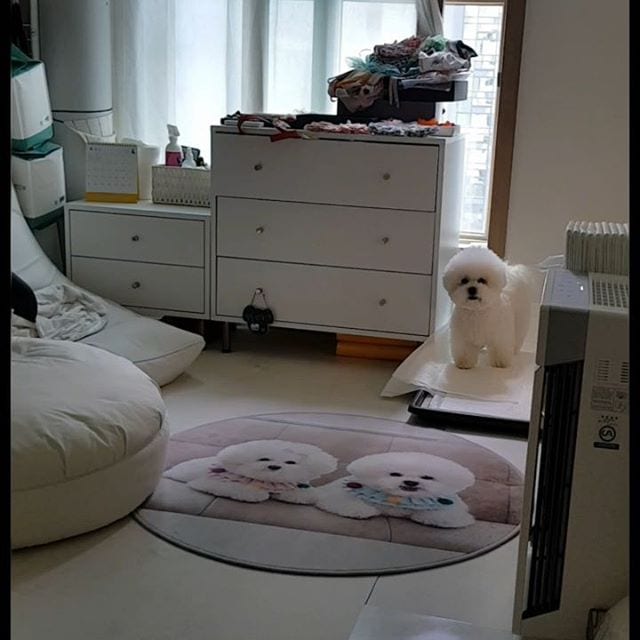 A Bichon Frise standing inside the room