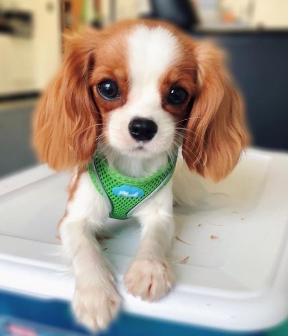 cute cavalier king charles spaniel