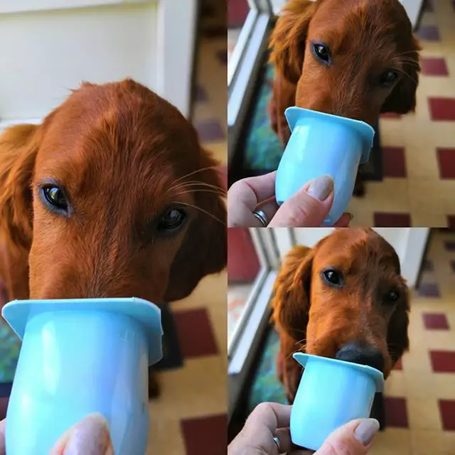 three photos of an Irish Setter drinking from a cup