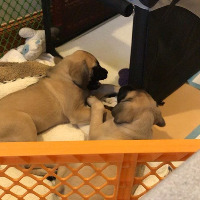 two English Mastiff puppies lying down inside the crate