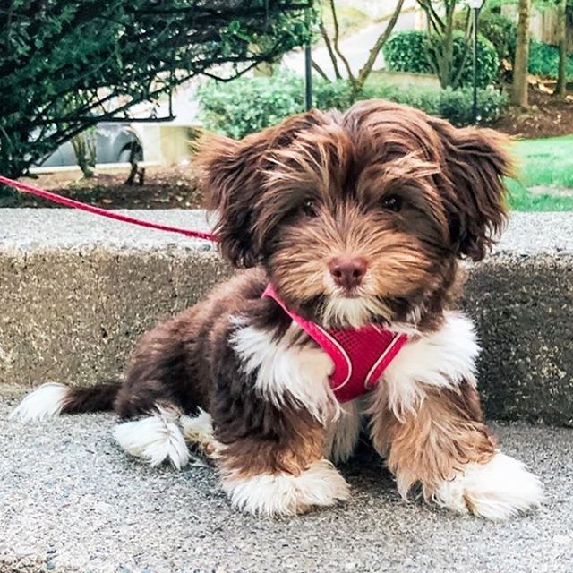 chocalate brown and white coat colored Havanese Dog sitting on the stairs