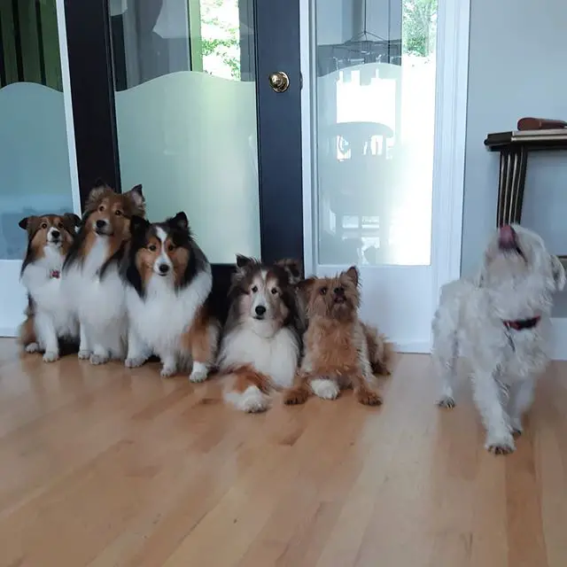 four Shelties on the floor together with two other dogs
