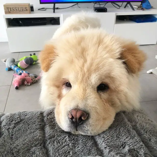 Chow Chow face on top of the couch
