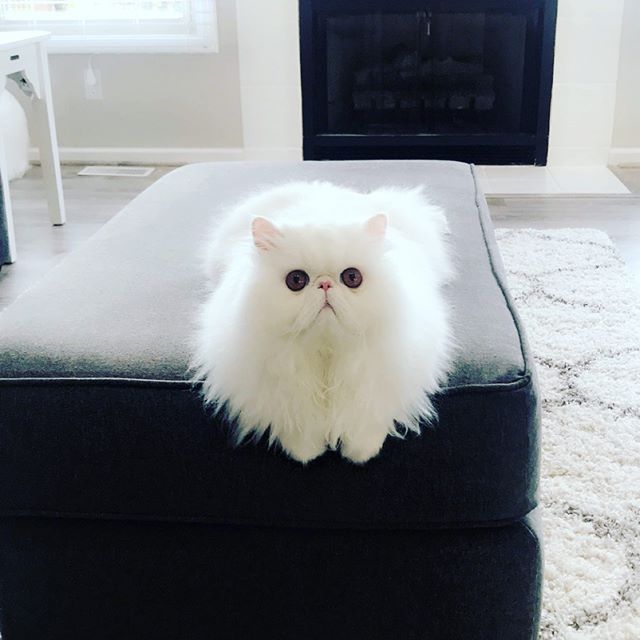 A white Persian lying on the end of the sofa