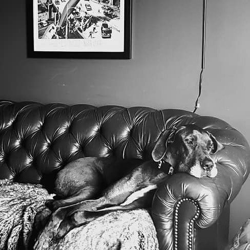 A Great Dane lying on the couch with its face on the arm of the couch