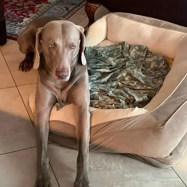 Weimaraner lying on the edge of its bed while staring furiously