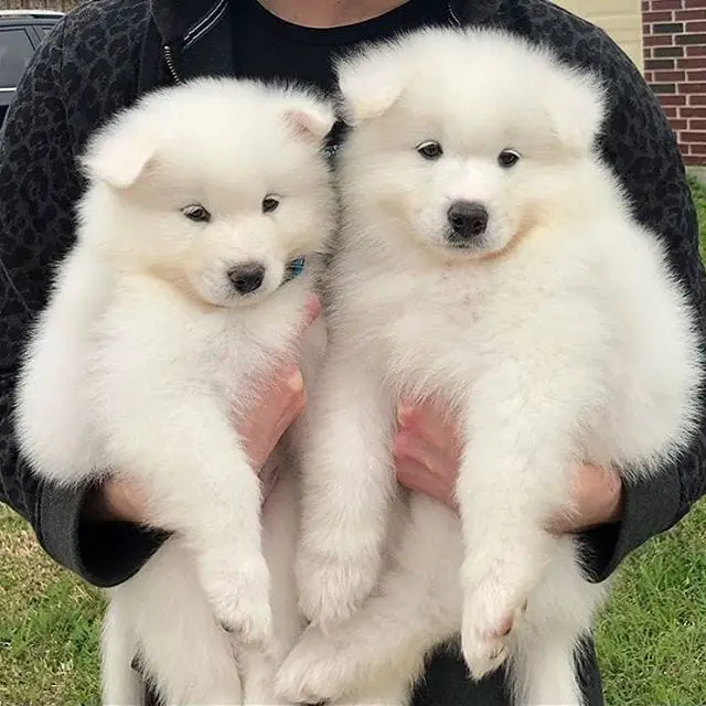 A man holding two Samoyed puppies