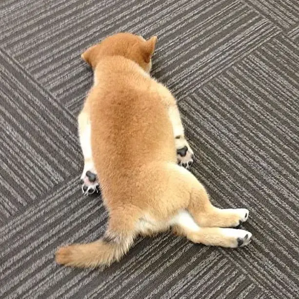 A Shiba Inu puppy sleeping on the floor