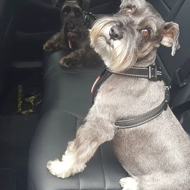 two Schnauzers sitting in the backseat