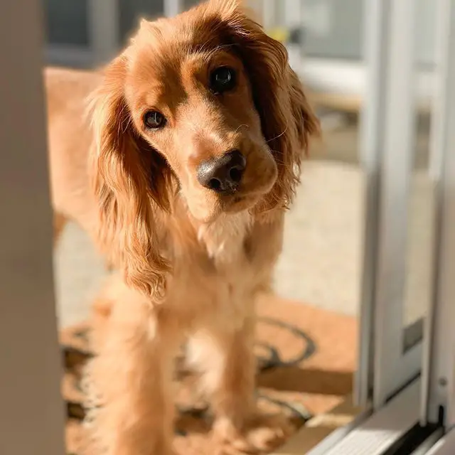 Cocker Spaniel standing by the door under the sun while staring and tilting its head