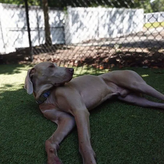 Weimaraner lying under the shade in the backyard while turning its head looking on its back