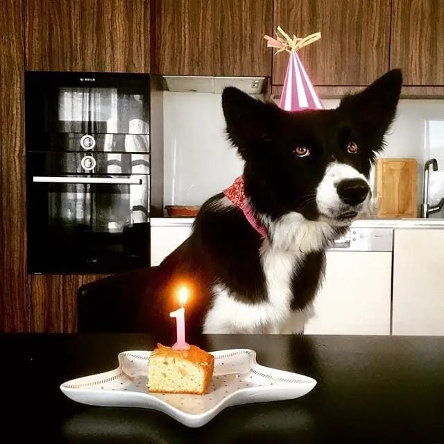 Border collie wearing a birthday hat sitting across the table with a slice of cake with a candle lit on the table