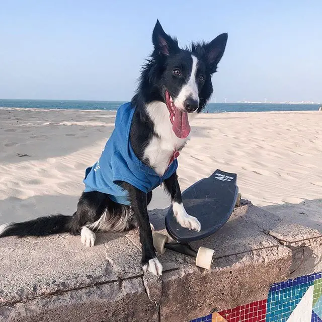 Border collie by the beach with a skateboard