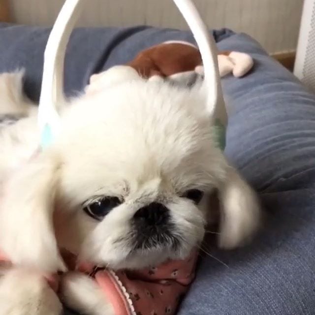 A Pekingese lying on the couch