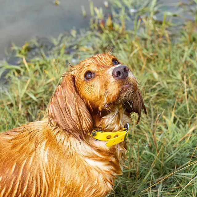 wet Cocker Spaniel standing in the grass by the lake while looking up