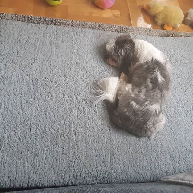 Cutest Shih Tzu sleeping on the carpet in the floor