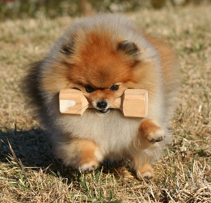 A Pomeranian with a wooden dumbbell running in the yard