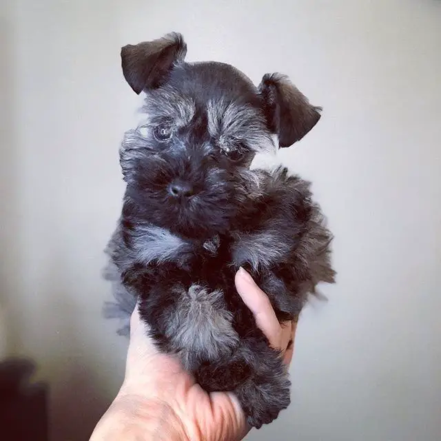 A tiny Schnauzer puppy in the hand of woman