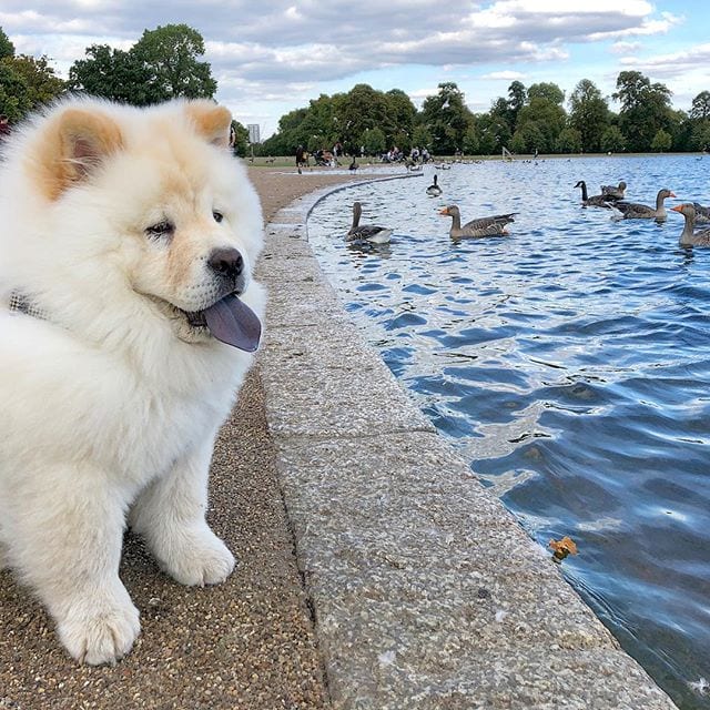 Chow Chow sitting with its tongue out on the side of the pond
