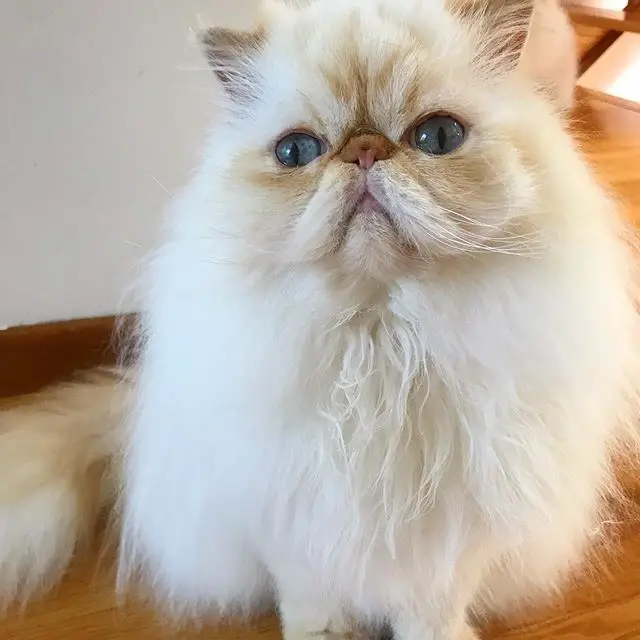 A white Persian cat sitting on the floor