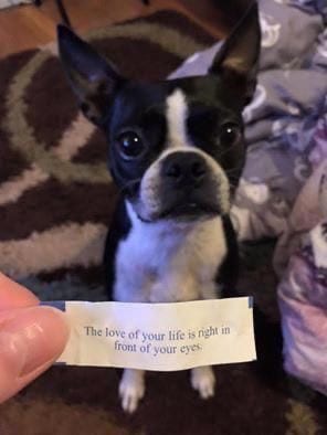 Boston Terrier and a note 
