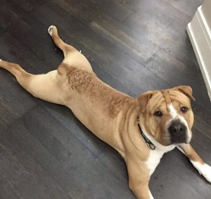 English Bull Pei lying flat on the floor while looking up with its begging face