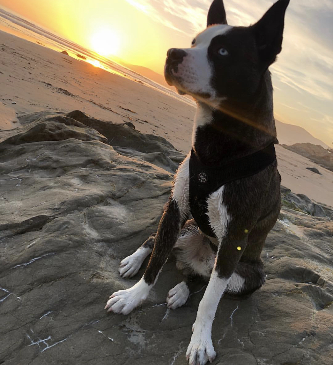 ABoston Husky sitting on top of the rock at the beach on a sunset