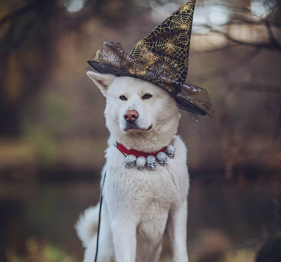 An Akita wearing a witch hat while sitting in the forest