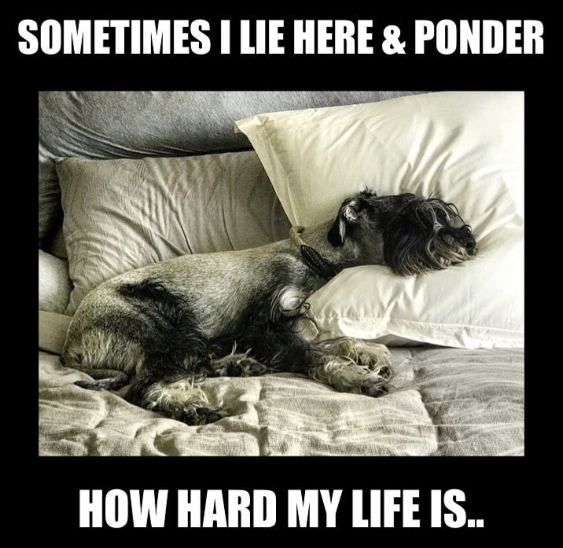 Schnauzer sleeping on the bed with caption 
