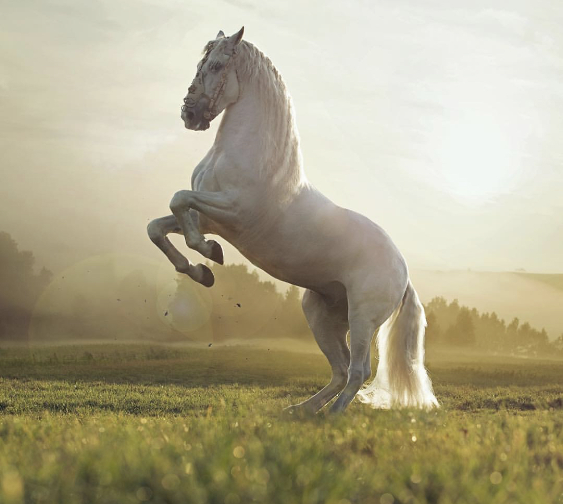 A white horse jumping in the field