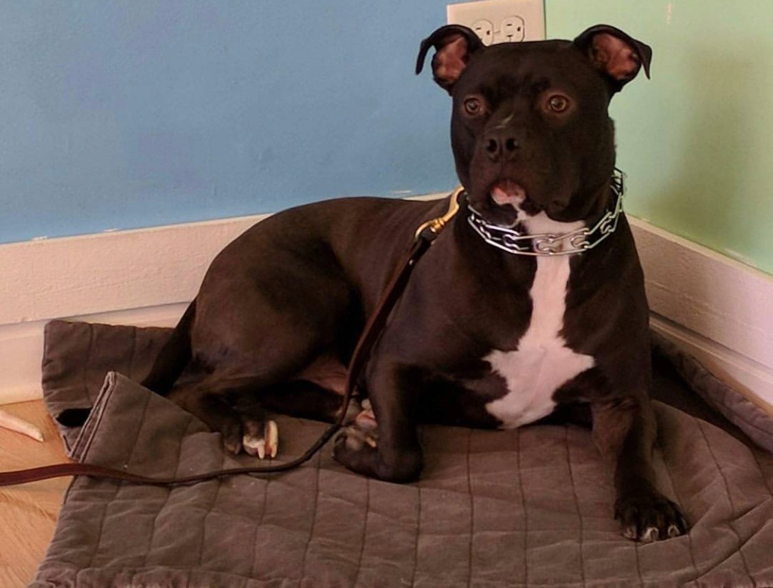 A Bull Terrier French Bulldog mix lying in the corner on its bed