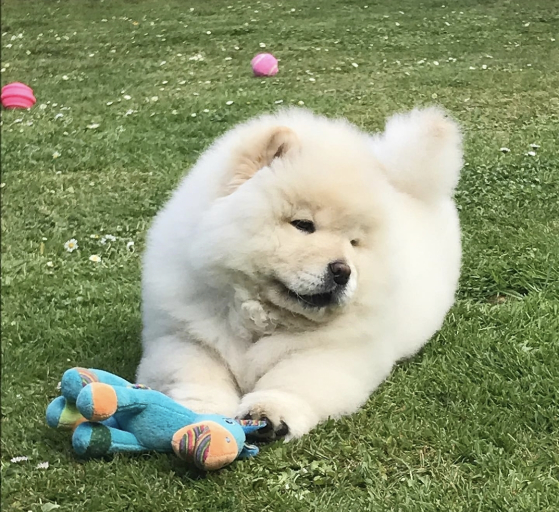 A Chow Chow lying on the grass with its stuffed toy