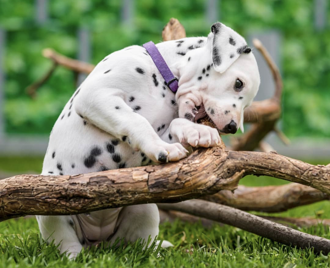 A Dalmatian biting a branch of tree in the yard
