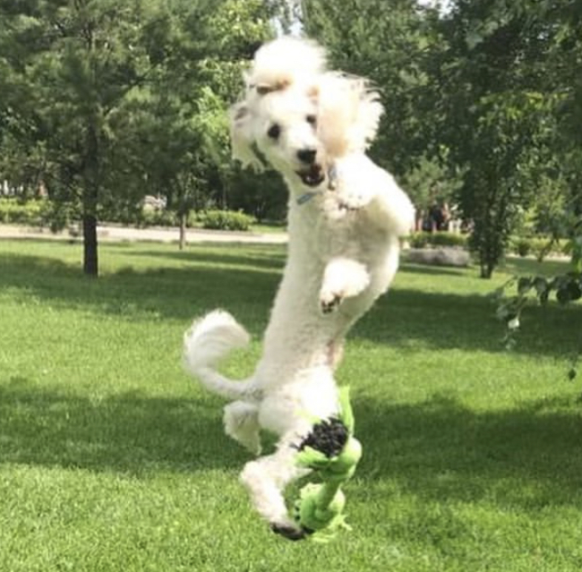 A Poodle playing fetch at the park