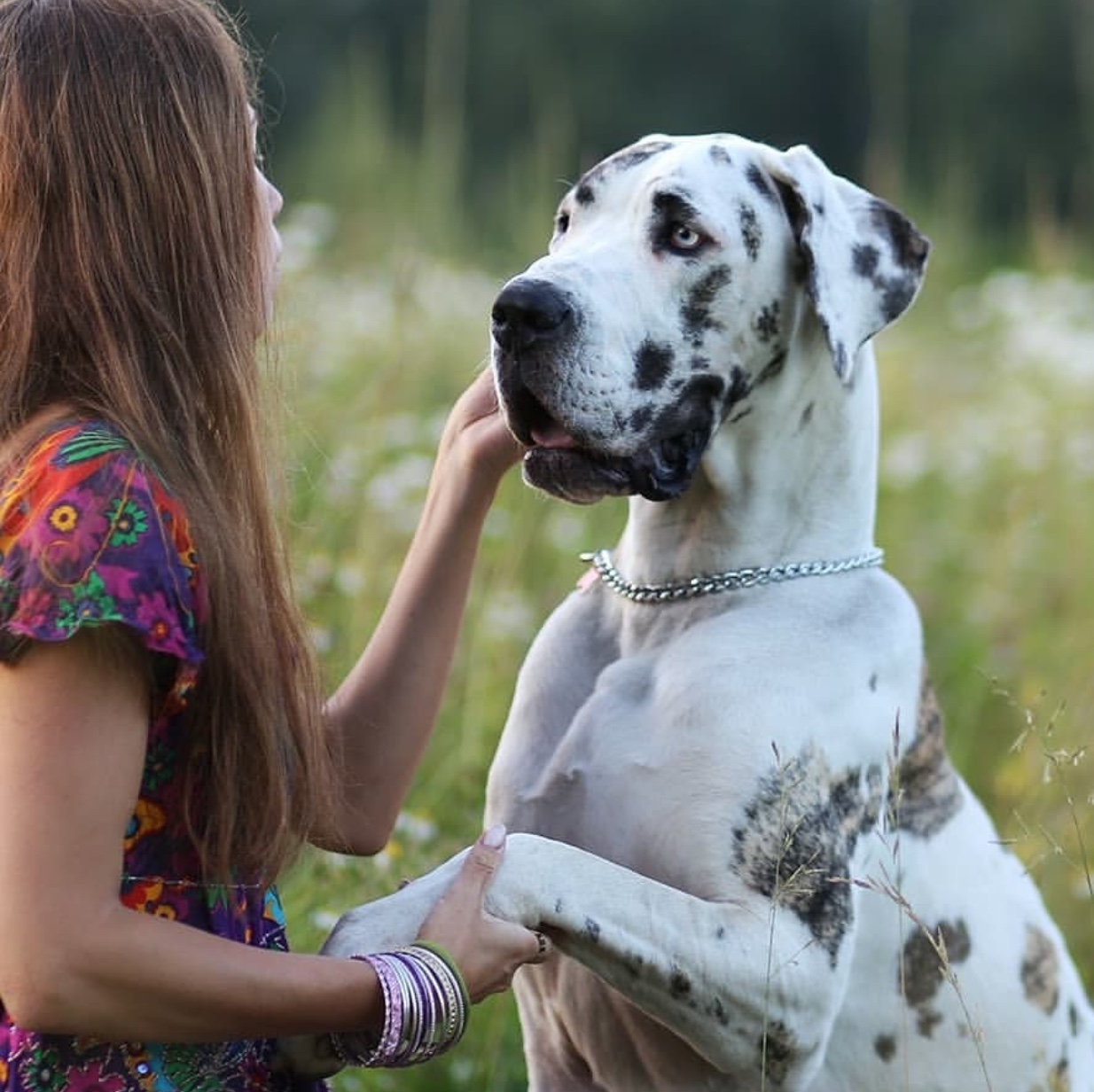 Great Dane sitting in the middle of the field facing a woman who is holding her paw and touching her face