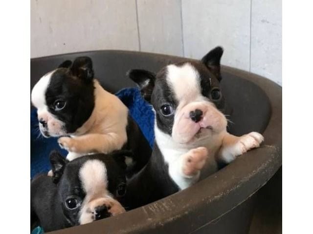 cute Boston Terrier puppies in large basin