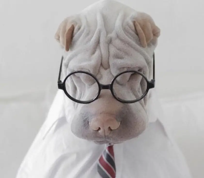 Shar Pei in long sleeve with necktie and glasses look