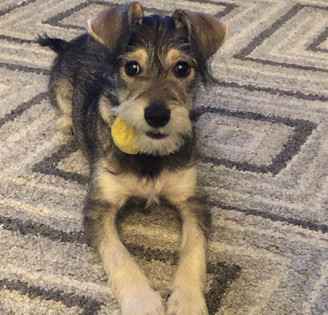 Jacknauzer with ball on its mouth while lying on the ground