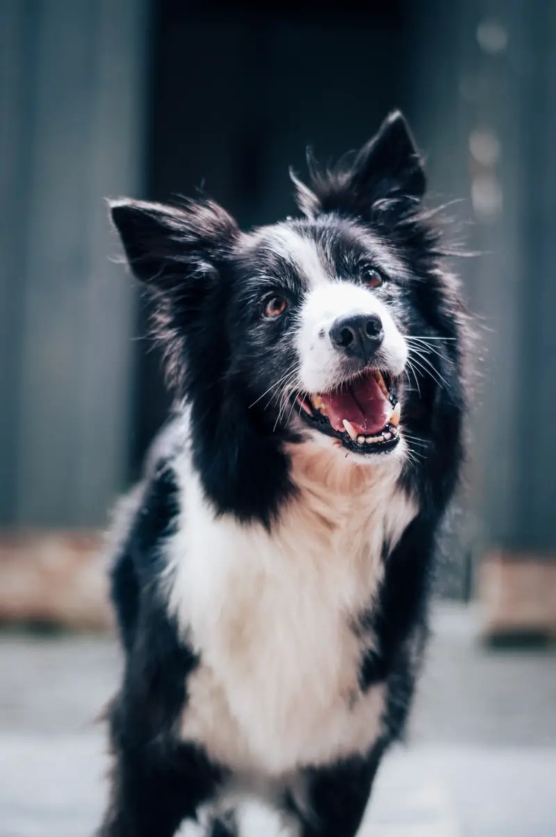 A Border Collie standing on the pavement while smiling and tilting its head