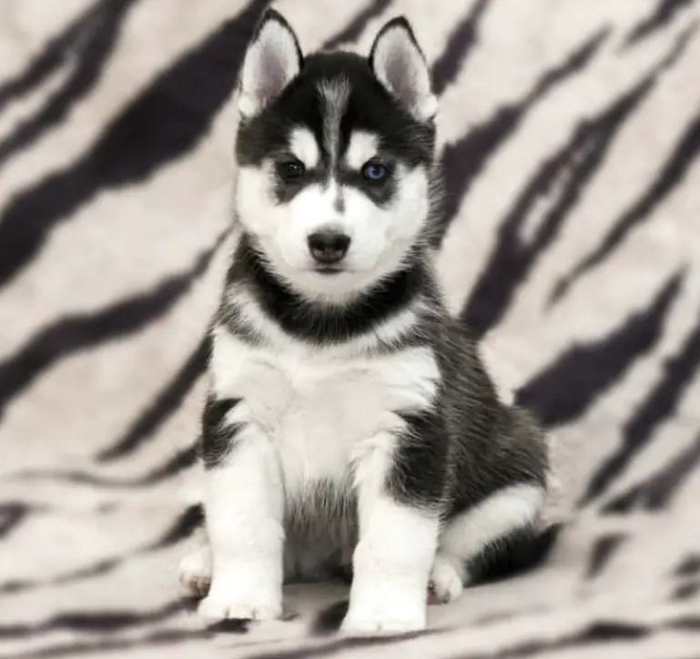 A Husky Puppy sitting on a zebra printed couch